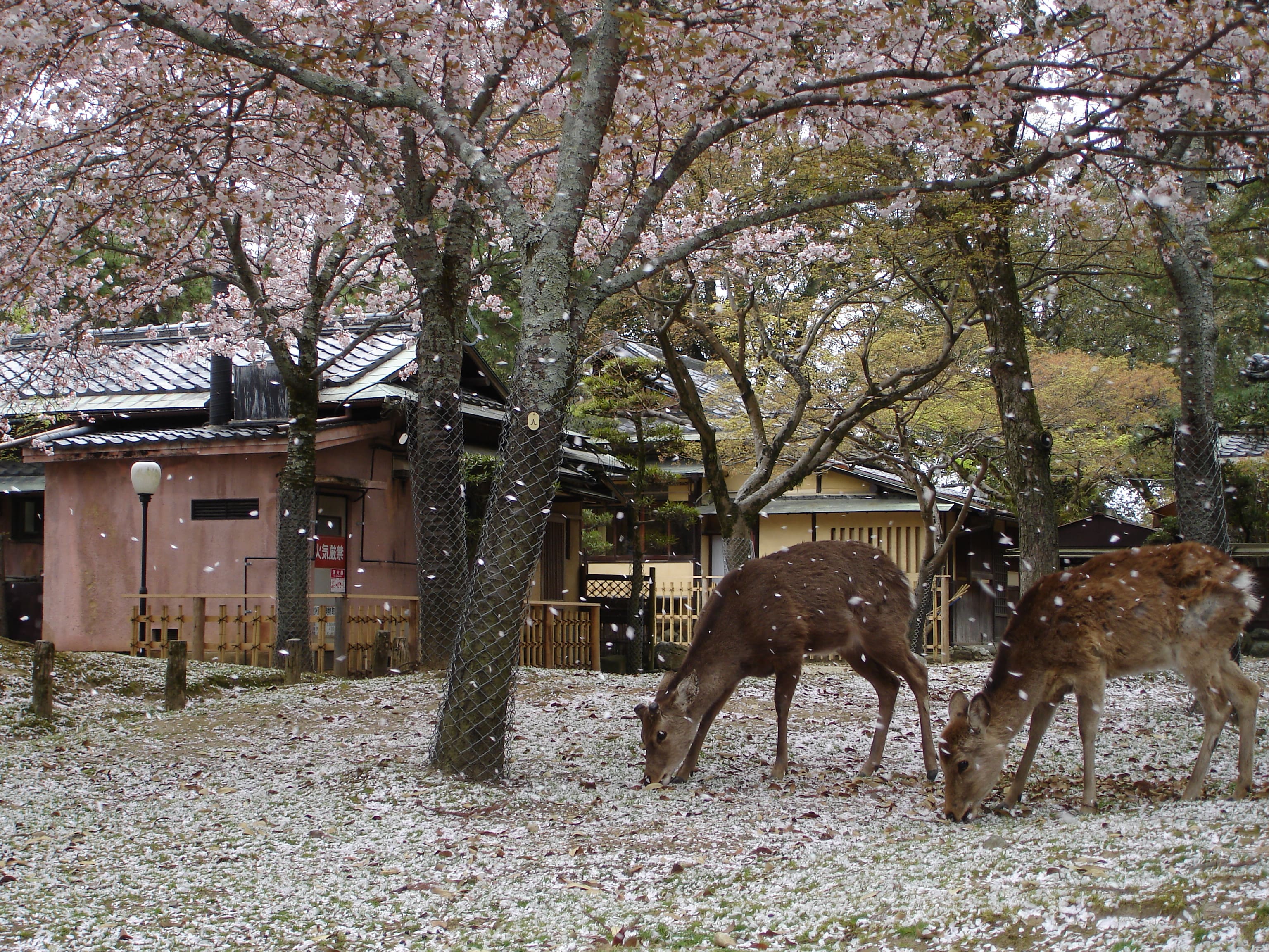 Nara Park image